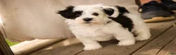 Havanese dogs for sale: Penny Havanese  - Ad 14