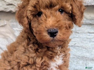 Mini Aussiedoodle dogs - Ad 30