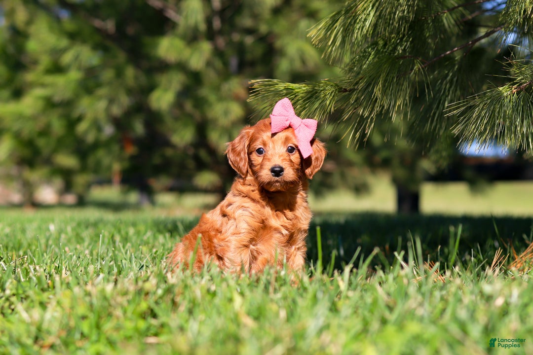 Mini Goldendoodle dogs for sale: Joy - Ad 5