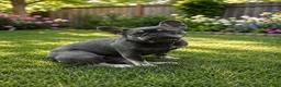 French Bulldog dogs for sale: Chloe - Ad 2