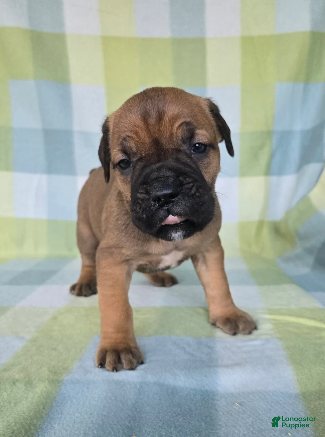 Cane Corso dogs for sale: ICCF Sonya  - Ad 2