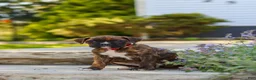 Boxer dogs for sale: Theo - Ad 6