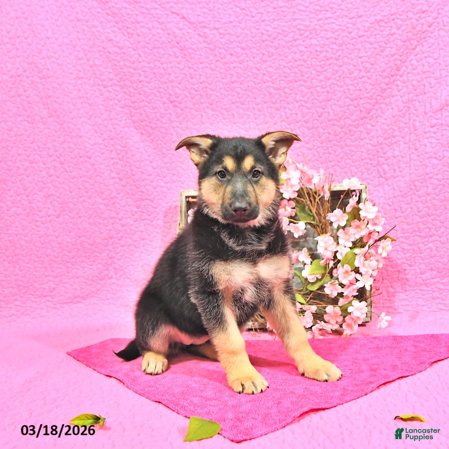 German Shepherd dogs Starr - Ad 1