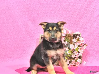 German Shepherd dogs for sale: Starr - Ad 2
