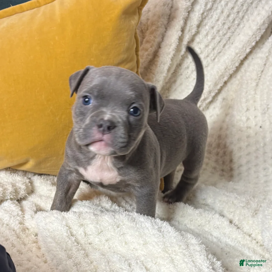 American Bully dogs for sale: El - Ad 1