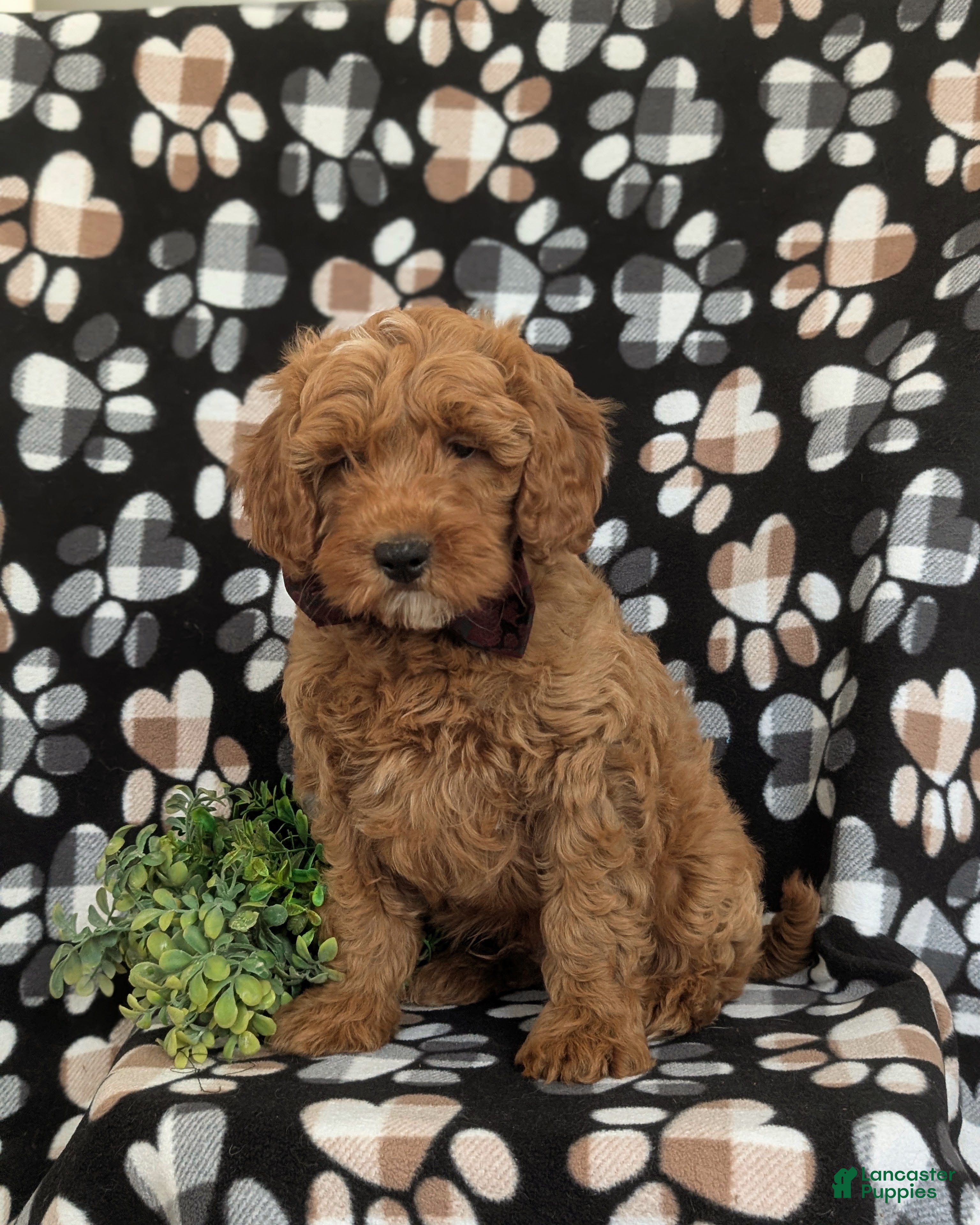 Mini Goldendoodle dogs Isaias Hypoallergenic - Ad 1