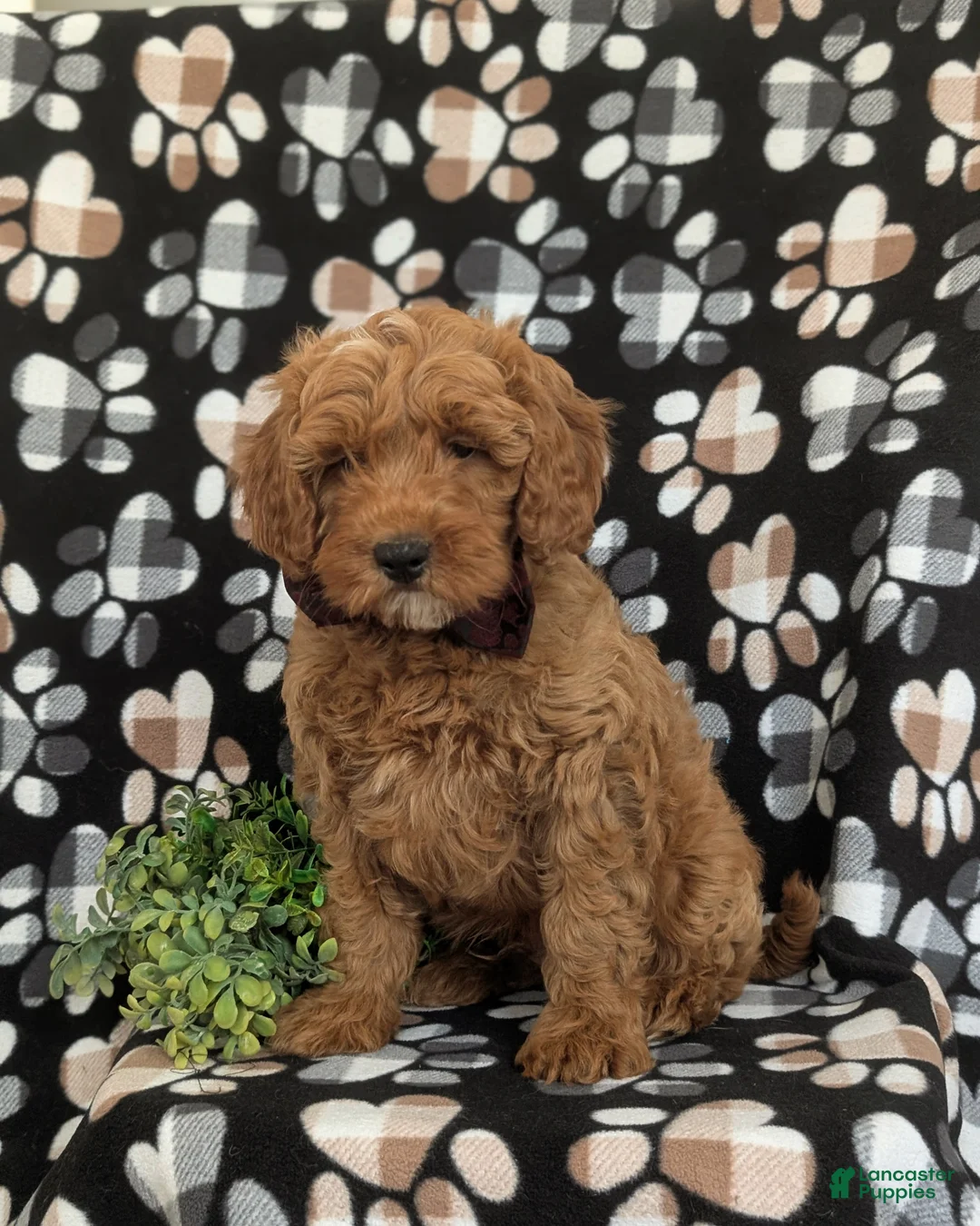 Mini Goldendoodle dogs for sale: Isaias Hypoallergenic - Ad 1