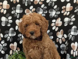 Mini Goldendoodle dogs for sale: Isaias Hypoallergenic - Ad 1