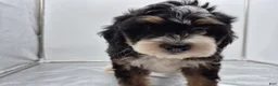 Bernedoodle dogs for sale: Remmy - Ad 5