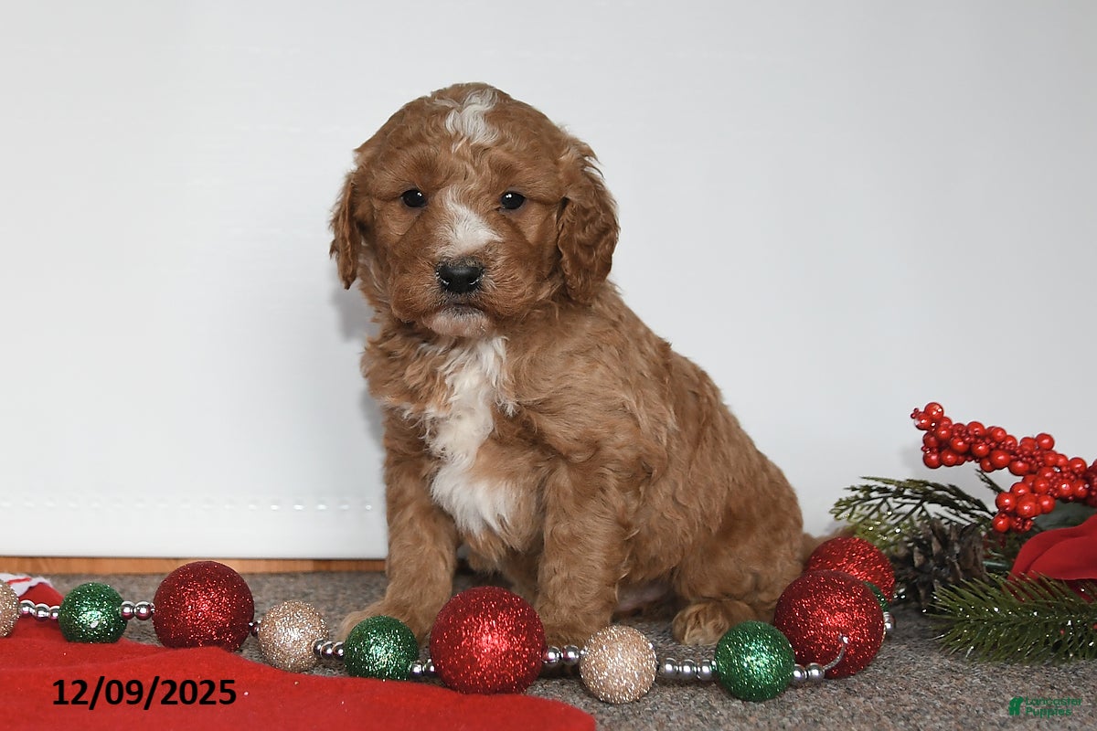 Mini Goldendoodle dogs Jack - Ad 2