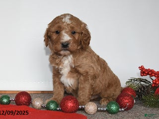 Mini Goldendoodle dogs Jack - Ad 42