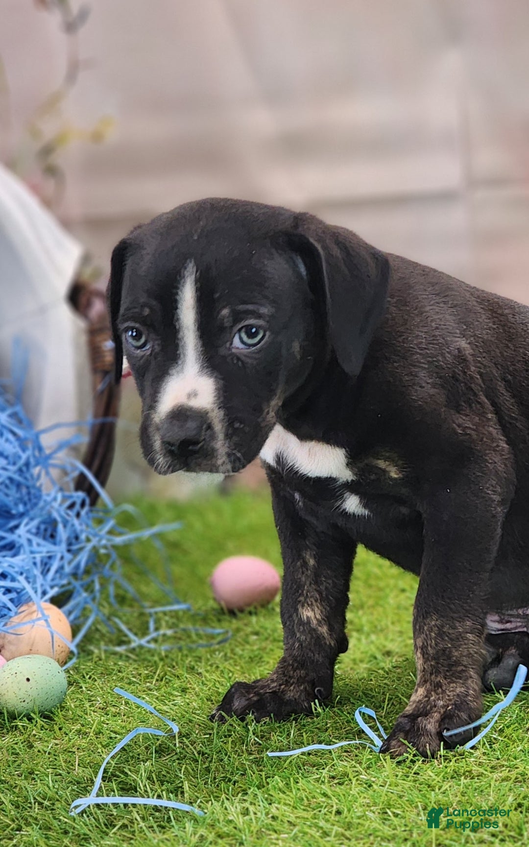 Catahoula Leopard Dog dogs for sale: Juliet 2025 Male 4 - Ad 8