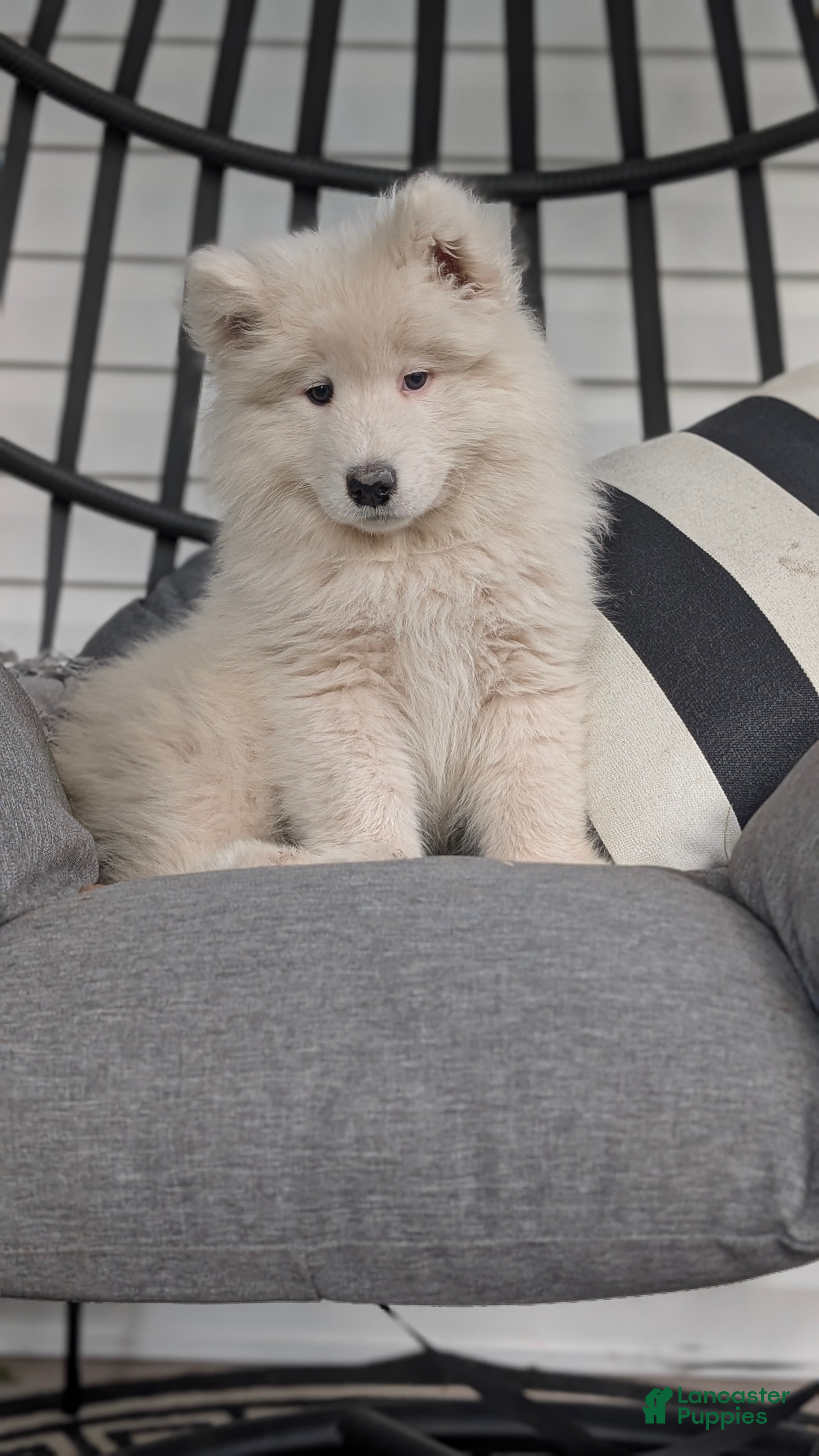 Samoyed dogs Benji - Ad 2