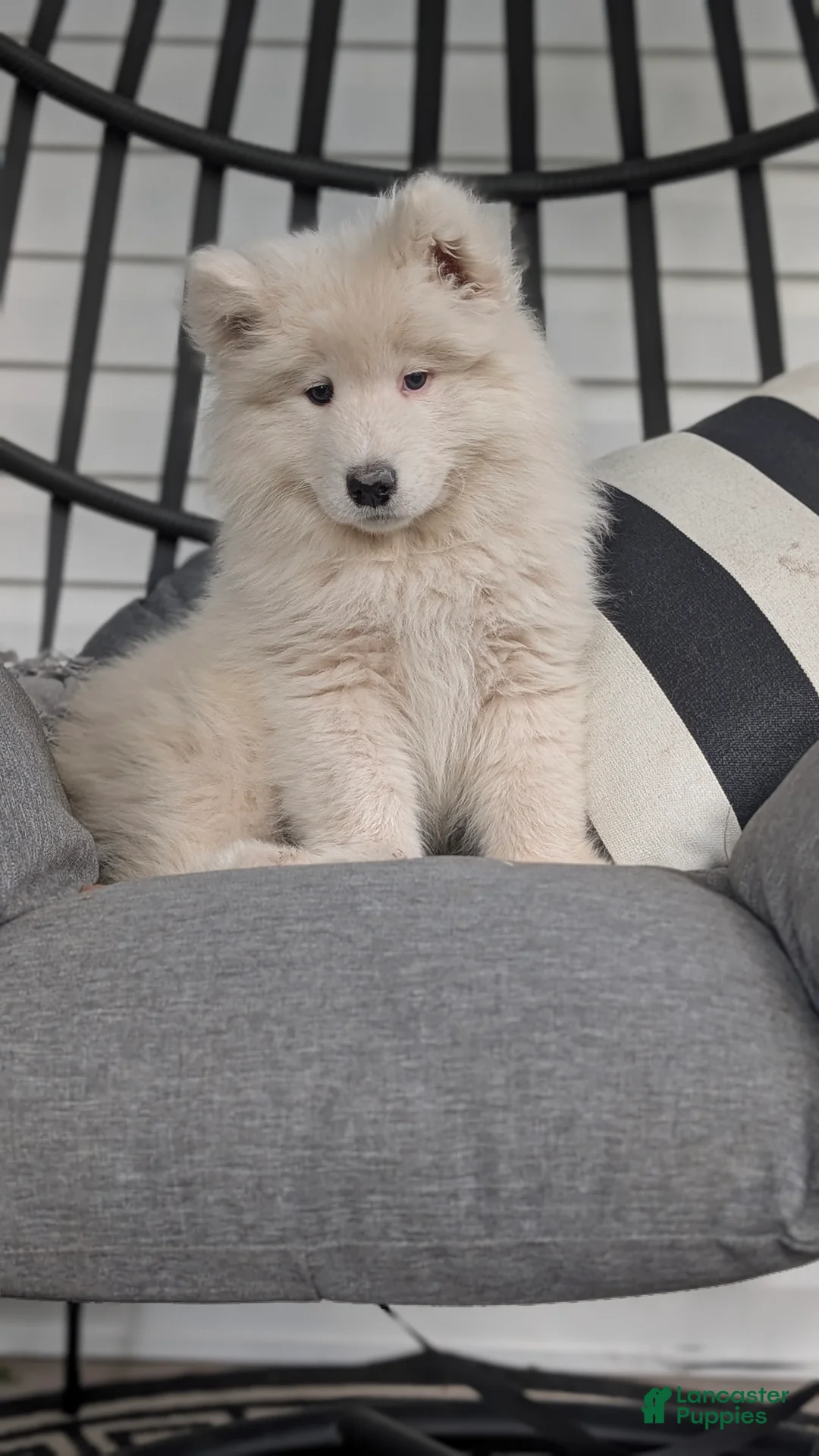 Samoyed dogs for sale: Benji - Ad 2