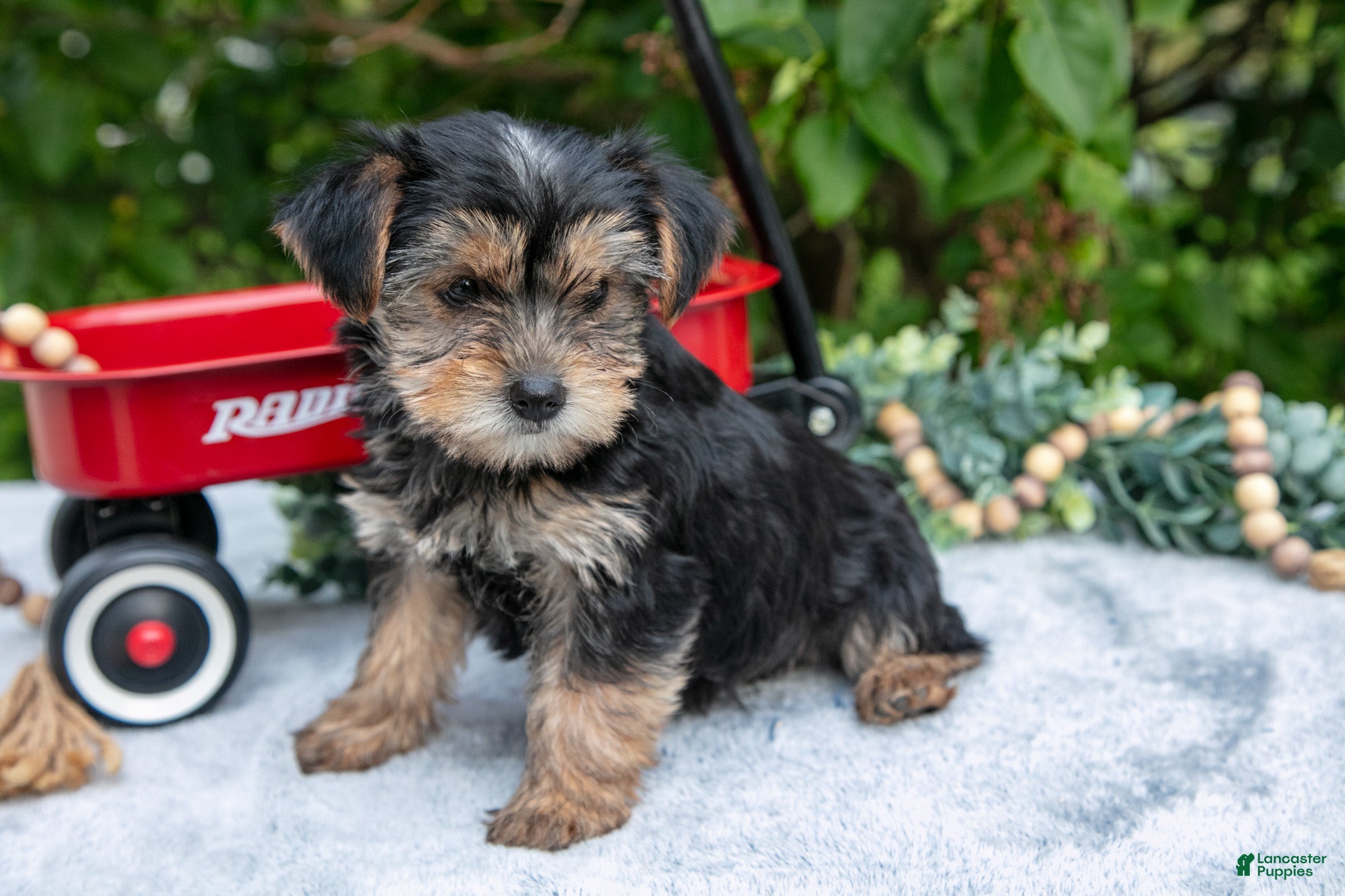 Yorkshire Terrier dogs Ellie - Ad 2
