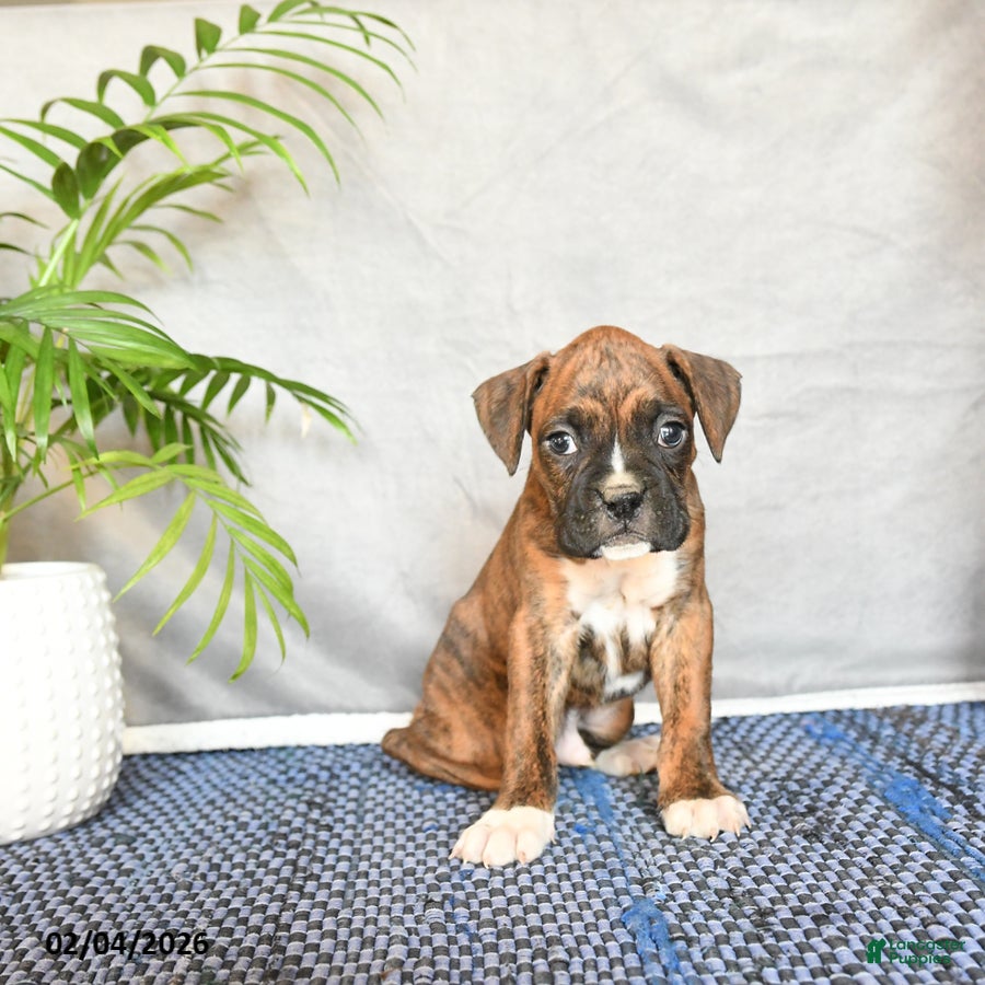 Boxer dogs Rhino - Ad 2