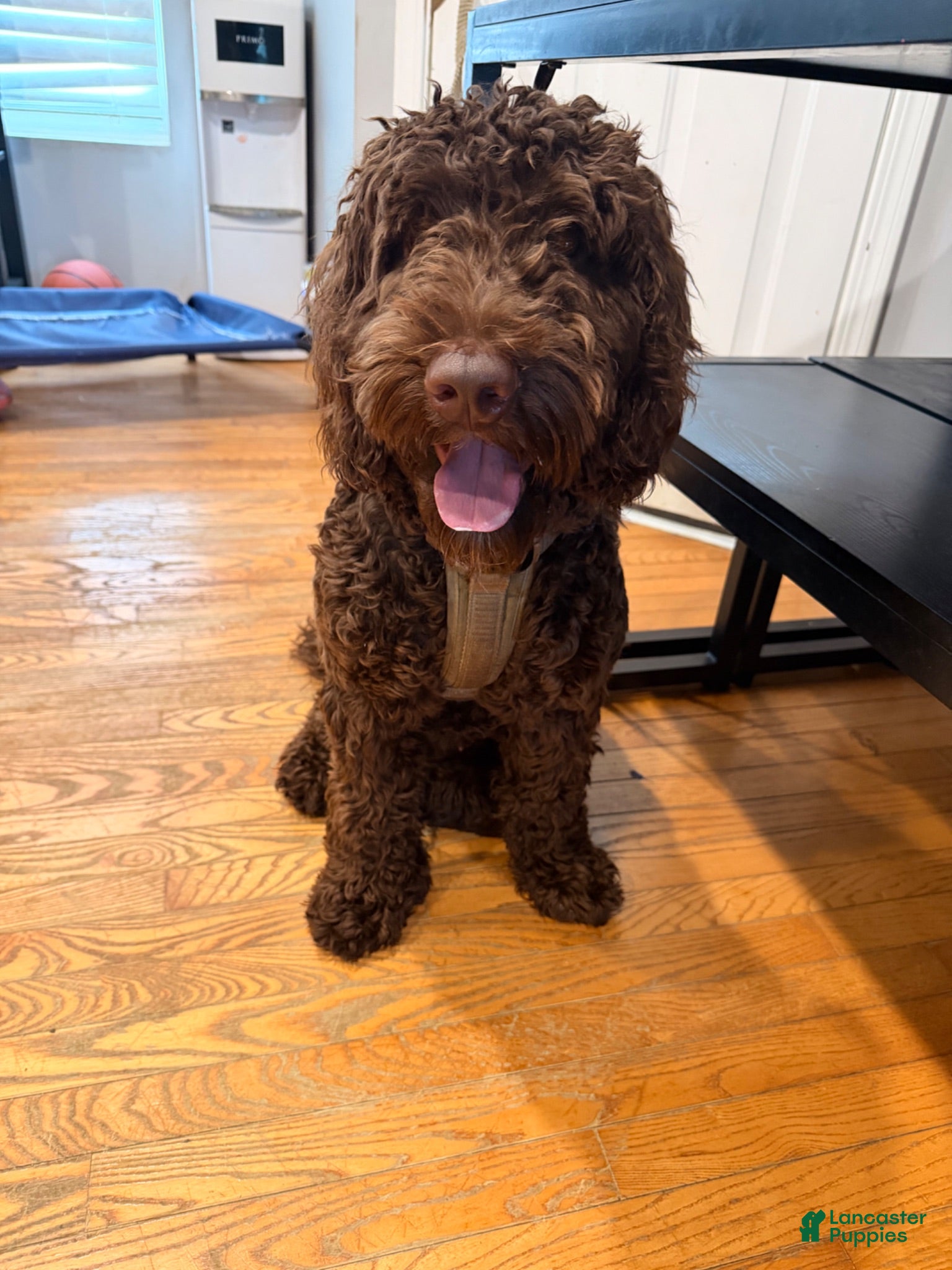 Goldendoodle dogs Goldendoodle 7 - Ad 25