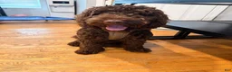 Goldendoodle dogs for sale: Goldendoodle 7 - Ad 1