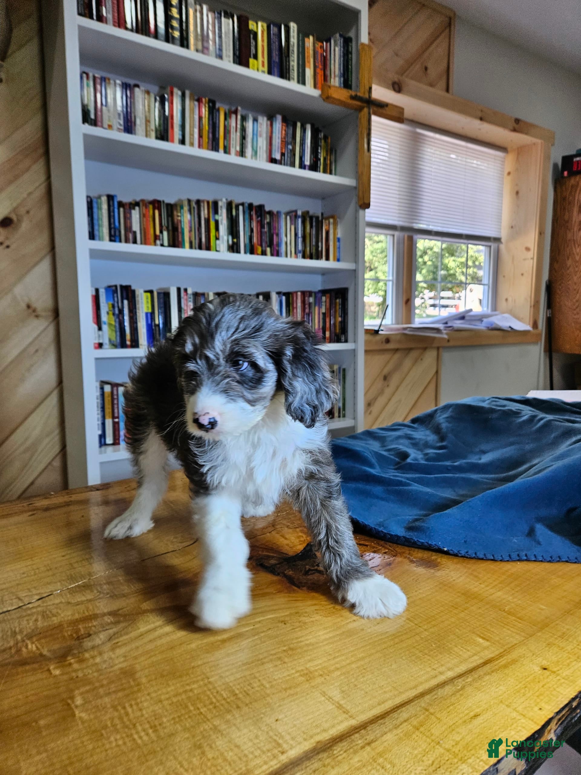 Mixed Breed dogs Grayson - Ad 2