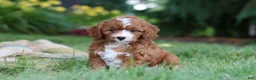 Cavapoo dogs for sale: Oscar - Ad 9