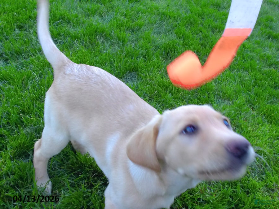 Labrador Retriever dogs Brianna - Ad 1