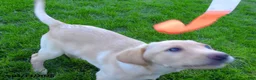 Labrador Retriever dogs for sale: Brianna - Ad 1