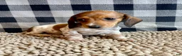Miniature Dachshund dogs for sale: Nellie - Ad 3