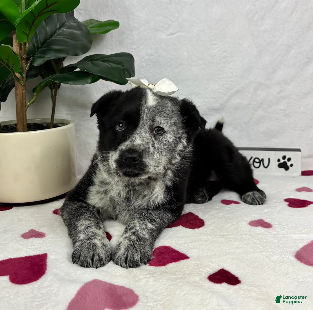 Mixed Breed dogs for sale: Mable - Ad 5