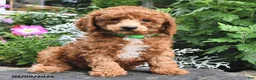 Miniature Poodle dogs for sale: Flip  - Ad 4
