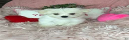 Maltese dogs for sale: Tinkerbell - Ad 1