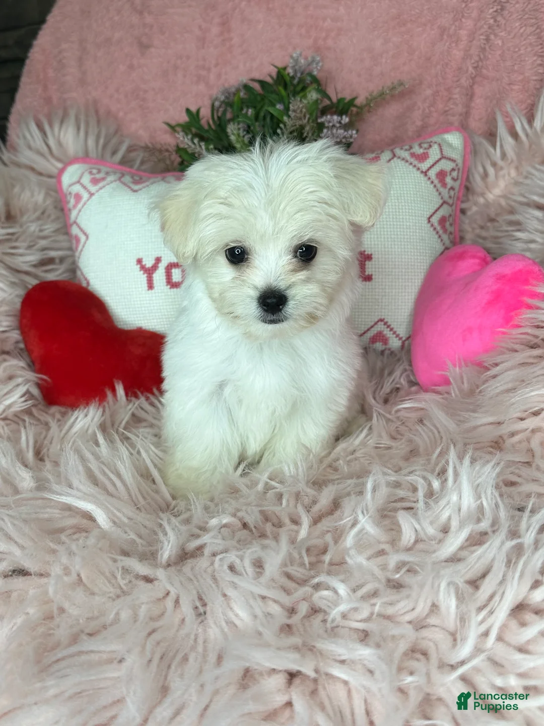 Maltese dogs for sale: Tinkerbell - Ad 1