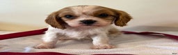 Cavalier King Charles Spaniel dogs for sale: Kelly - Ad 2