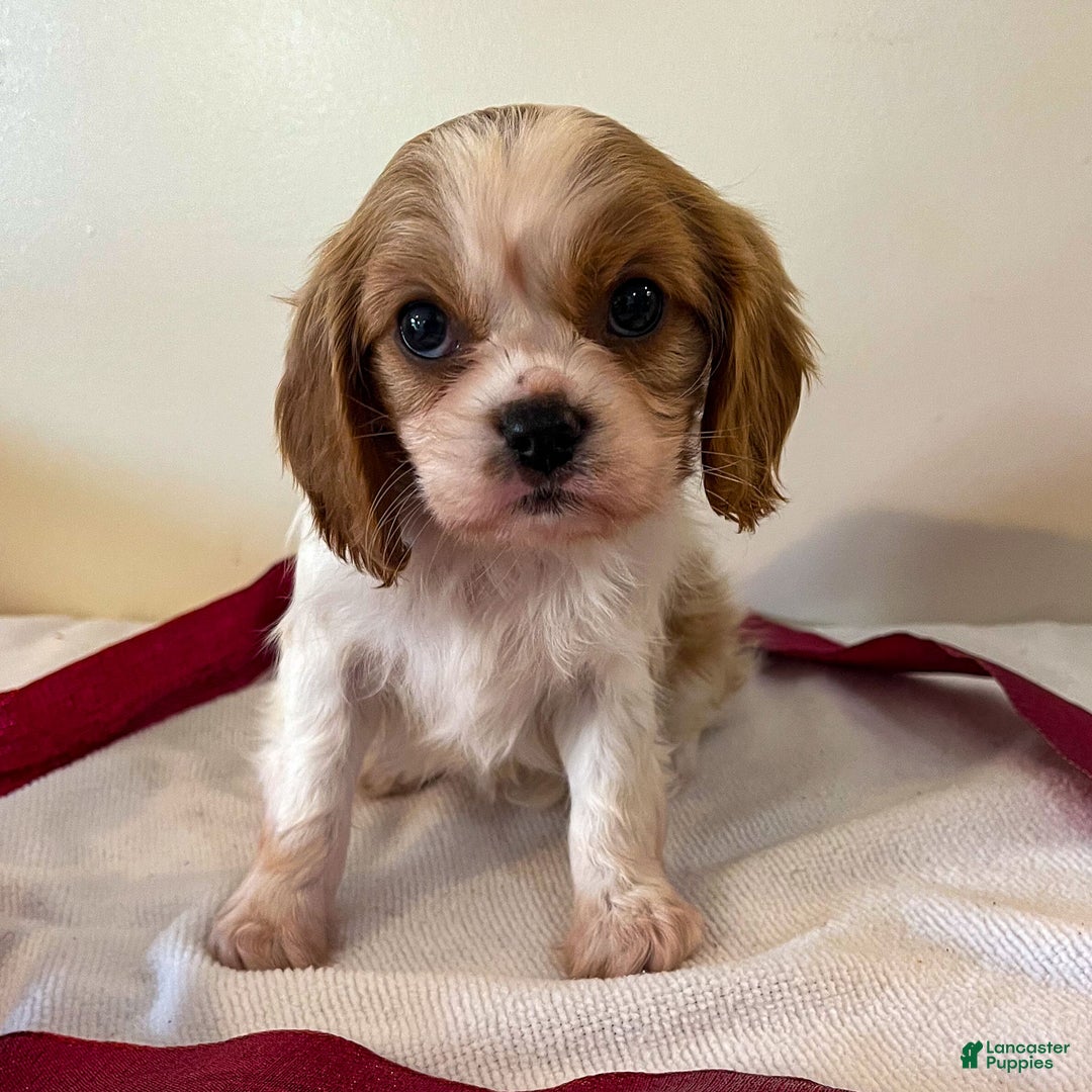 Cavalier King Charles Spaniel dogs for sale: Kelly - Ad 2