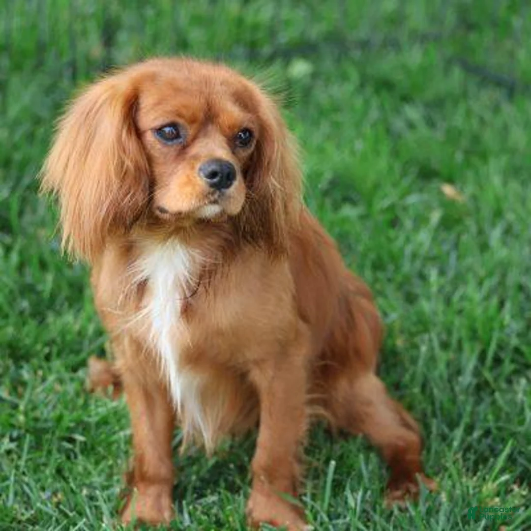Cavalier King Charles Spaniel dogs for sale: Chipy - Ad 7