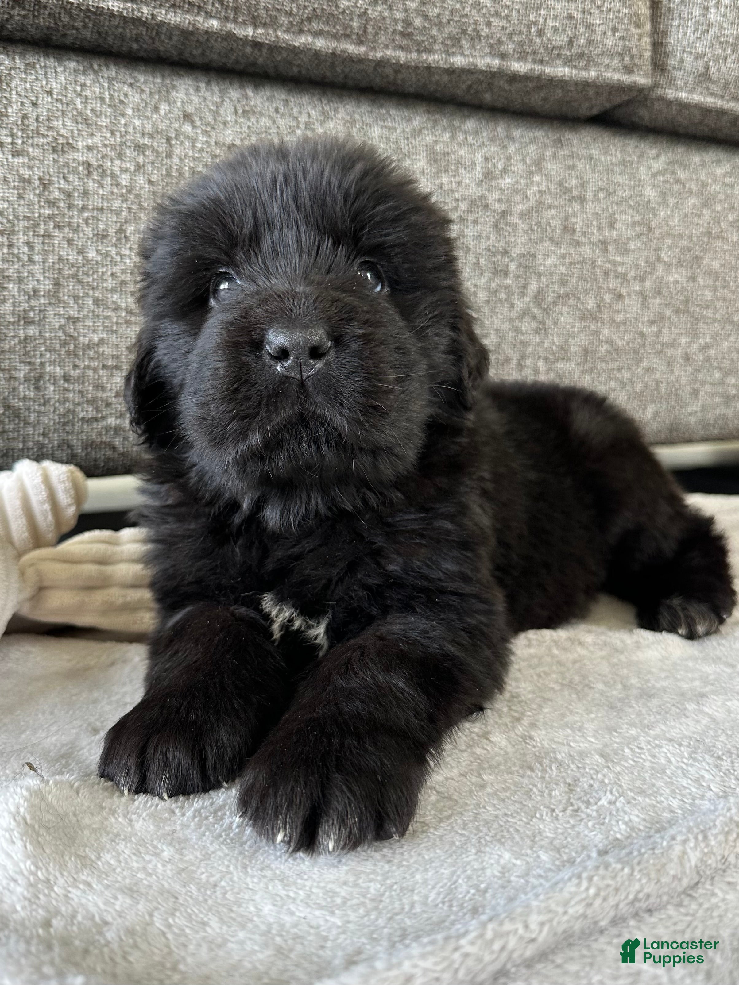 Newfoundland dogs for sale: “ Ella” OFA, CH, AKC  - Ad 3