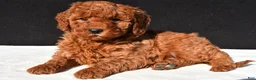 Mini Goldendoodle dogs for sale: Olivia - Ad 3