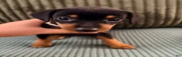 Miniature Pinscher dogs for sale: Luna - Ad 6