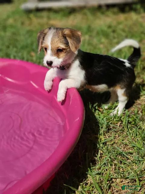 Mixed Breed dogs Daisy - Female - White/Black/Brown - Ad 19