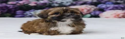 Shih Tzu dogs for sale: Rita - Ad 3