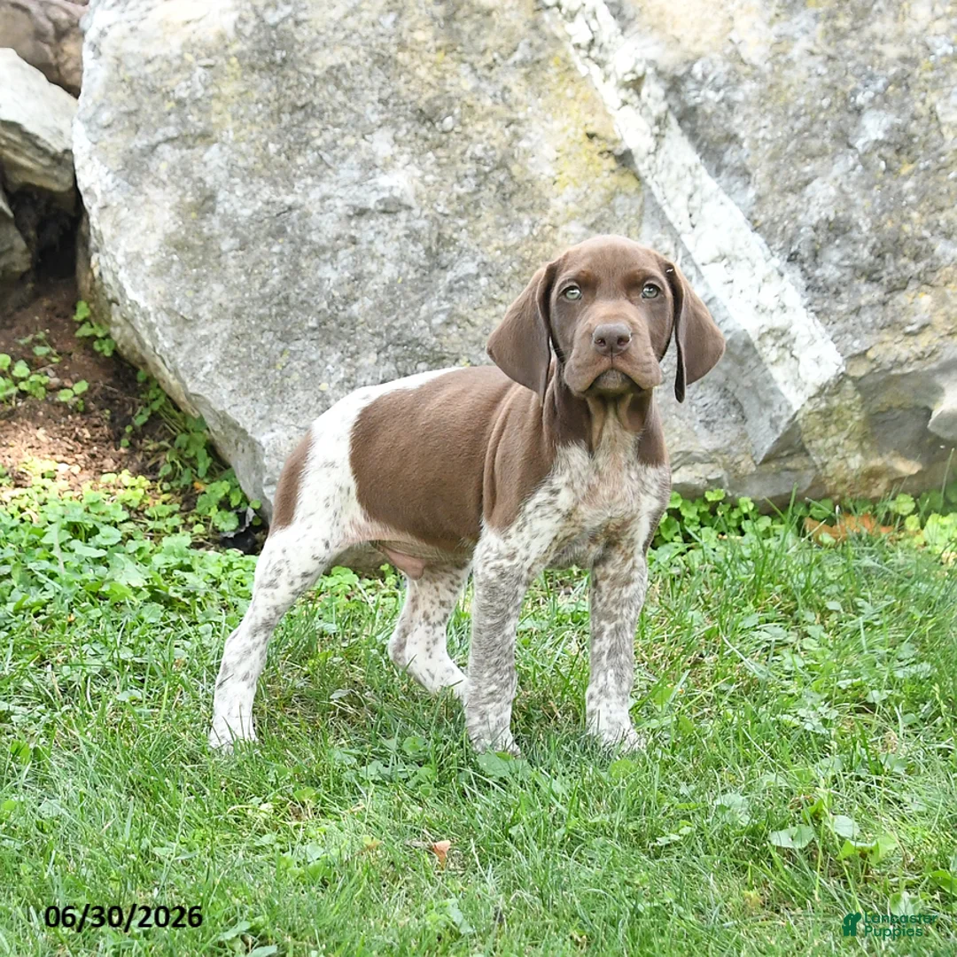 German Shorthaired Pointer dogs for sale: Rocket - Ad 1