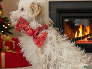 Mini Aussiedoodle dogs Mini Aussiedoodle Puppy 1 - Ad 19