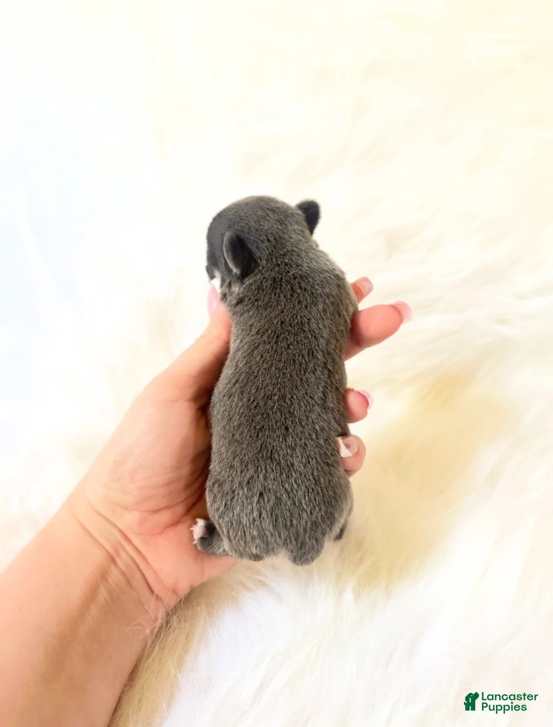 Chihuahua dogs for sale: AKC Tiny Stormie - Ad 2