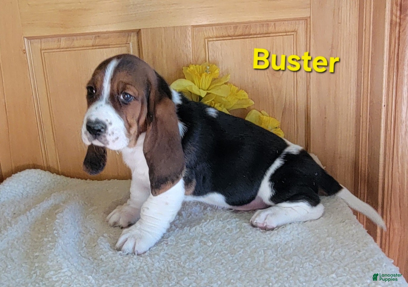 Basset Hound dogs Buster - Ad 2