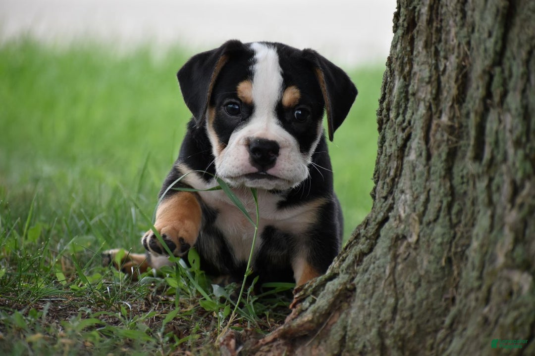 Gallery Image {{count}}