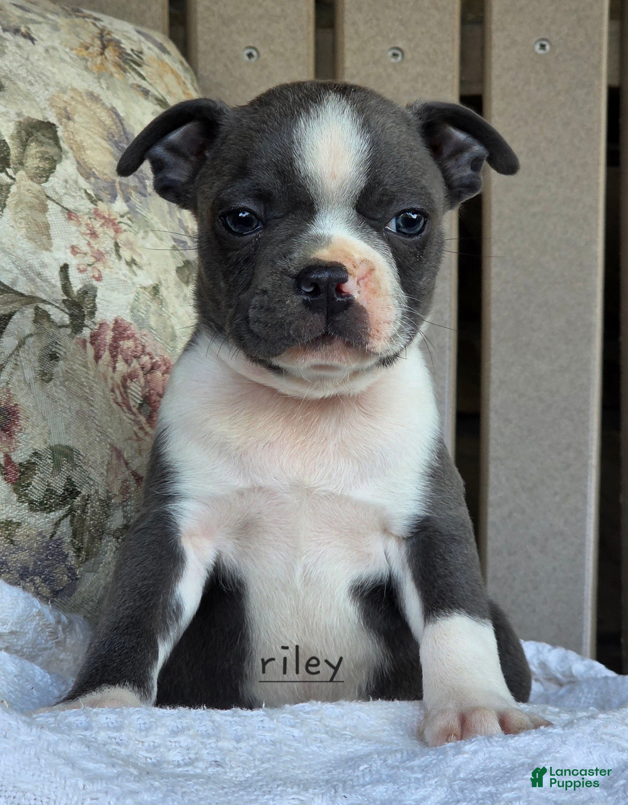 Boston Terrier dogs Riley - Ad 1