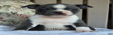 Riley