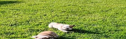 English Bulldog dogs for sale: Rory - Ad 8