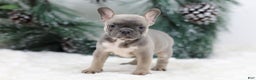 French Bulldog dogs for sale: Fern - Ad 6