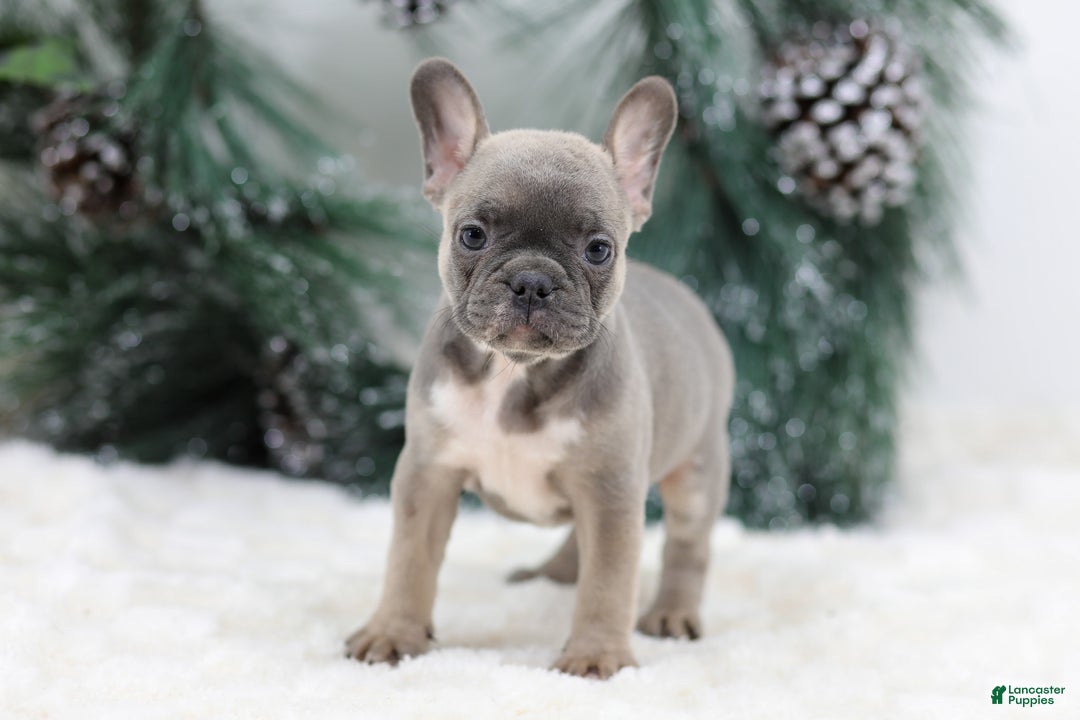 French Bulldog dogs for sale: Fern - Ad 6