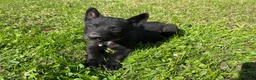 Mixed Breed dogs for sale: Mixed Breed 5 - Ad 6